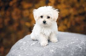 bichon maltes