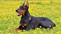 doberman